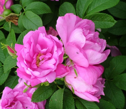 Rosa rugosa (Róża pomarszczona) 